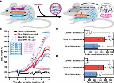 In Vivo Reductionist Approach Identifies miR-15a Protecting Mice From Obesity